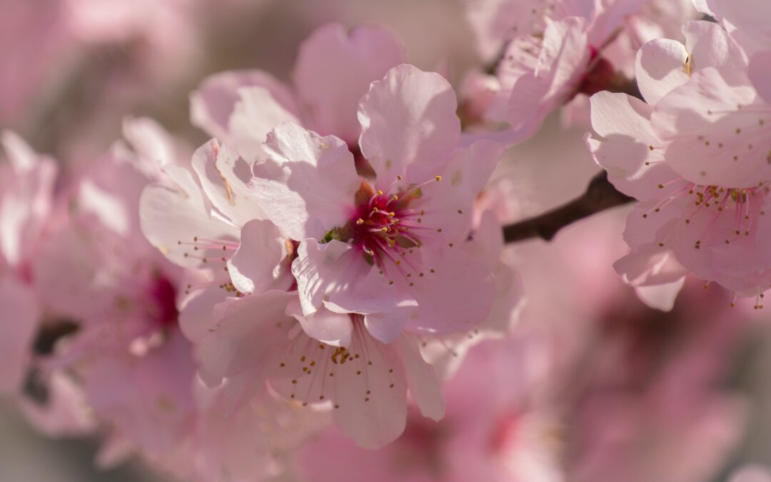Kirschblüten – Zartheit, Neubeginn, Ahnenverbundenheit